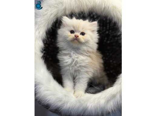 18 adet 2 aylık sağlık garantili bebekler.