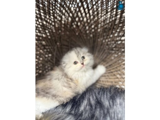 Eşsiz kıvrık kulaklı 2 aylık Scottish Fold 