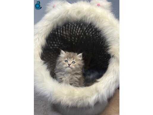 2 Aylık British Longhair Yavruları