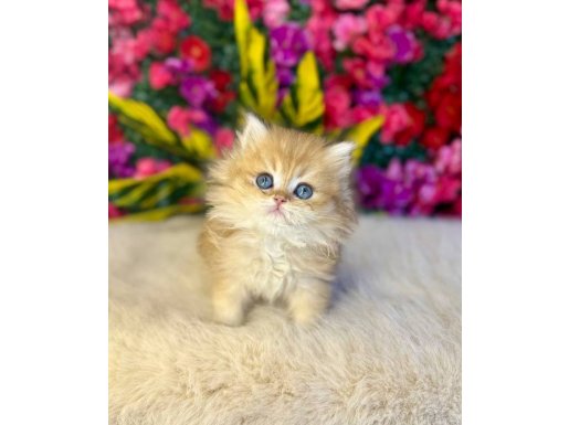 2 Aylık British Longhair Altın Tüy