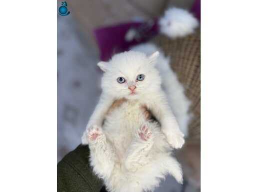 Beyazın En Saf Hali İpeksi Tüylü British Longhair Yavrusu