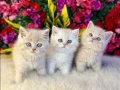 Gümüş tonlu 2 Aylık British Shorthair Yavrular