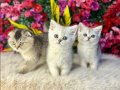 Gümüş tonlu 2 Aylık British Shorthair Yavrular