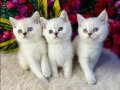 Gümüş tonlu 2 Aylık British Shorthair Yavrular
