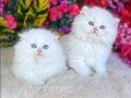 Gümüş tonlu 2 Aylık British Shorthair Yavrular