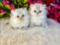 Gümüş tonlu 2 Aylık British Shorthair Yavrular