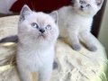 Safkan 12 adet her cins 