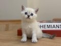 Esenyurt Satılık British Shorthair Yavrusu