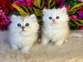 2 Aylık İpeksi British Longhair Yavruları
