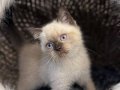 Safir Bakışlı British Shorthair Yavruları