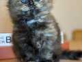 Sevilcil 2 aylık Scottish Fold