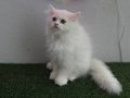 Sağlık garantili ve uygun