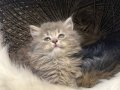 İstanbul Esenyurt İçi Elden Teslimatlı 2 Aylık Scottish Fold