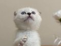 Safkan Beyaz Güzellik: Sosyal ve Oyuncu Scottish Fold