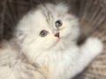 Eşsiz kıvrık kulaklı 2 aylık Scottish Fold 