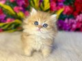 2 Aylık British Longhair Altın Tüy