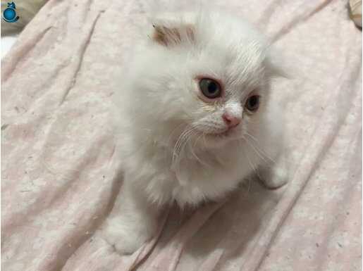 Scottish fold dişi ve erkek sevecen oyuncu çok tatlı 