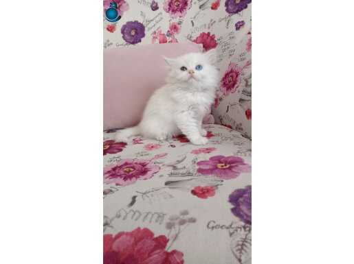 British Longhair 