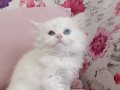 British Longhair 