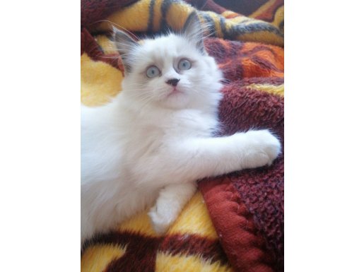 Mavi Boncuk Gözlü Safkan British Shorthair Blue Point