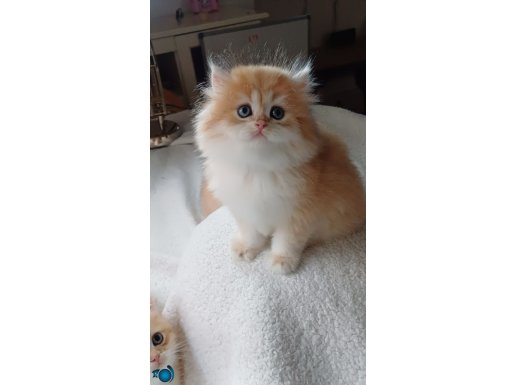 Veteriner golden kontrollu bebegimiz