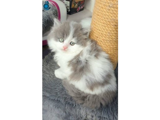 Show kalite yavrular