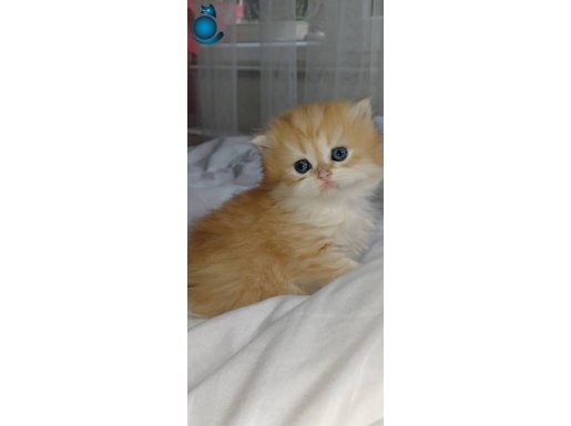 Show kalite golden yavrular