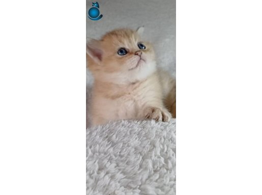 Ust kalite veteriner kontrollu golden bebekler