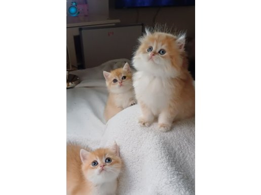 Show kalite golden bebekler