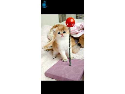 Ust kalite golden bebekler