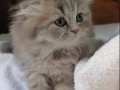 Longhair Bebeklerimiz 