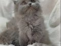Longhair Bebeklerimiz 