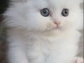 Longhair Bebeklerimiz 