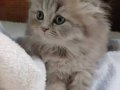 Anne Altından Longhair Bebeklerimiz