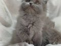 Anne Altından Longhair Bebeklerimiz