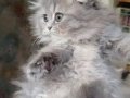 Anne Altından Longhair Bebeklerimiz