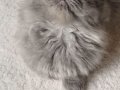 Anne Altından Longhair Bebeklerimiz