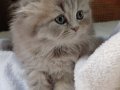 Anne Altından Longhair Bebeklerimiz