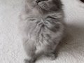 Anne Altından Longhair Bebeklerimiz