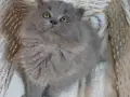 Anne Altından Longhair Bebeklerimiz