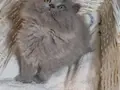 Anne Altından Longhair Bebeklerimiz