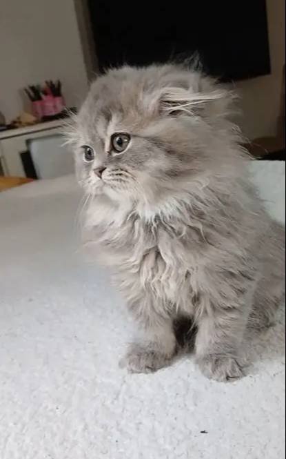 Anne altından longhair bebeklerimiz 