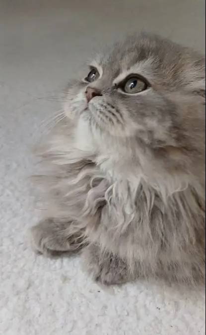 Anne altından longhair bebeklerimiz 