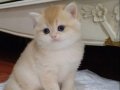Safkan golden bebeklerimiz veteriner kontrollü 