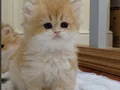 Safkan golden bebeklerimiz veteriner kontrollü 