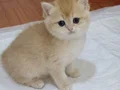 Safkan golden bebeklerimiz veteriner kontrollü 