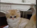 Safkan golden bebeklerimiz veteriner kontrollü 