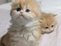 Safkan golden bebeklerimiz veteriner kontrollü 