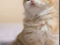 Safkan golden bebeklerimiz veteriner kontrollü 
