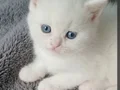 Anne altından veteriner kontrollü yavrular 